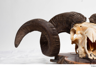 Skull Mouflon Ovis orientalis head horns skull 0008.jpg
